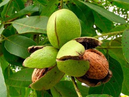 How to treat skin walnut