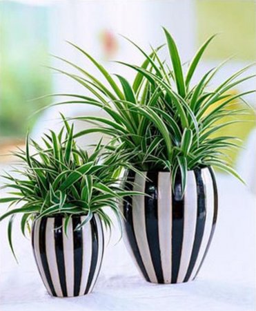 The most useful potted plants for your home