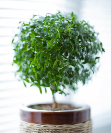 The most useful potted plants for your home