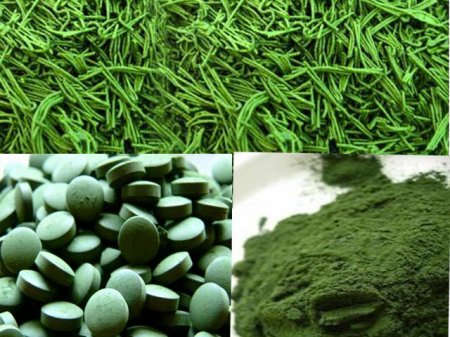 Spirulina - benefit, harm, properties and applications