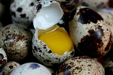 How useful quail eggs and whether they can be harmful for the body