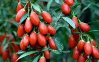 The truth about goji berries: benefit and harm, property, medical reviews