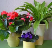 The most useful potted plants for your home