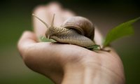 Snail cream - what it is, how and why to use. Feedback on cream with snail extract