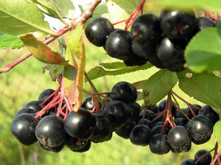 Chokeberry - a cure for old age