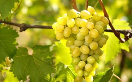 The benefits of grapes for health and beauty