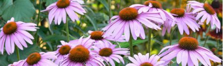 Herbal treatment of cancer. Echinacea and Oncology