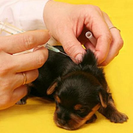 Vaccines for pets