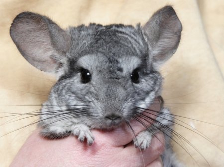 How can I keep chinchillas at home?