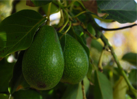 20 interesting facts about the avocado that you do not know