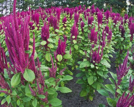 Amaranth oil. Benefits and harms