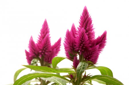 Amaranth oil. Benefits and harms