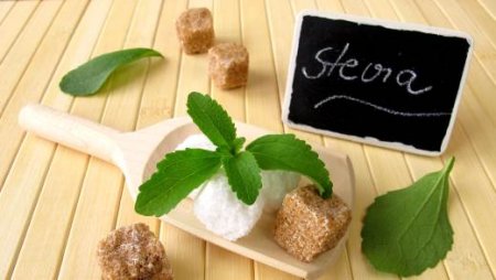 Stevia: benefits and contraindications