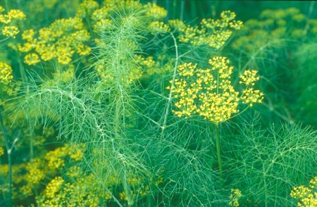 Dill - useful properties and contraindications