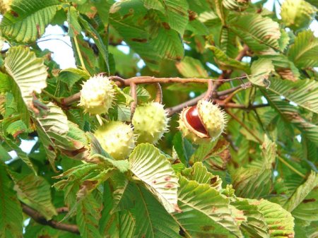 Benefits and harms of chestnut