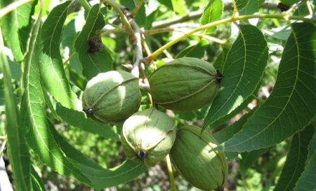 Pecan - benefits and harms