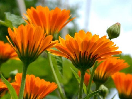 Calendula: cure for all ills