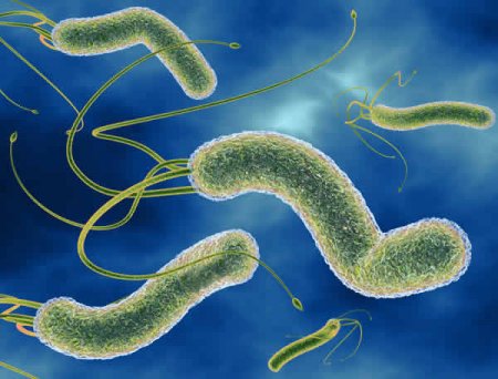 Helicobacter pylori - Causes, Symptoms and Treatment