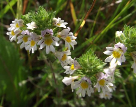 Treatment Eyesore of folk remedies