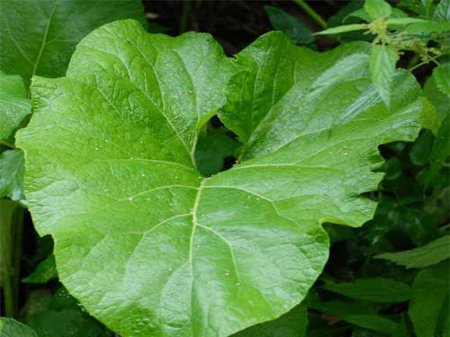 7 weeds, health benefits