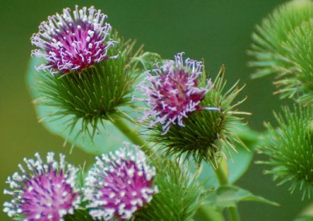 7 weeds, health benefits