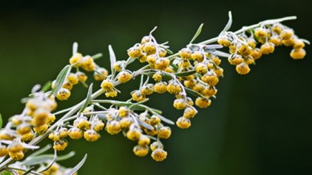 Wormwood can kill 98% of the cancer cells in 16 hours