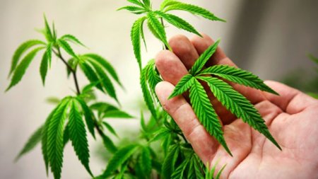 The experts intend to use marijuana for treatment of patients