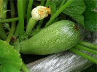 Vegetable marrow: structure, benefits and properties of of courgettes, squash diet