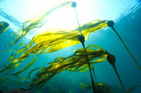Algotherapy: the healing power of seaweed
