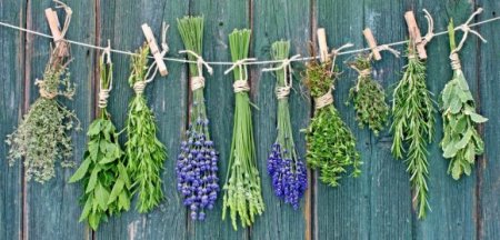 5 best herbs to enhance immunity