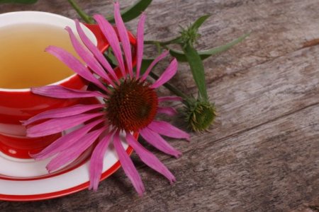 Medicinal properties of Echinacea, which you need to know