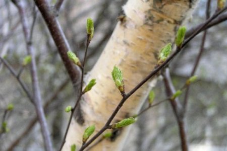 The use of birch sap