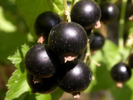 Doctors told why athletes need to eat black currant