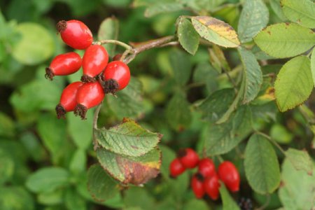 Scientists have confirmed the amazing properties of rosehip