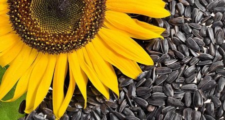 Doctors have called all the "pluses" and "cons" of sunflower seeds