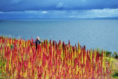 Quinoa - super grain  of the future