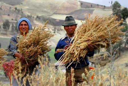 Quinoa - super grain  of the future