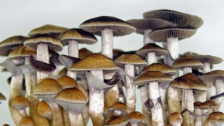 Hallucinogenic mushrooms help with incurable depression