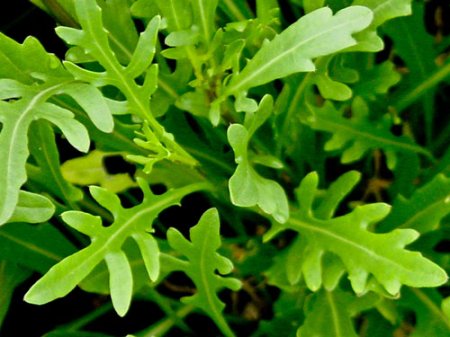 Arugula: useful properties