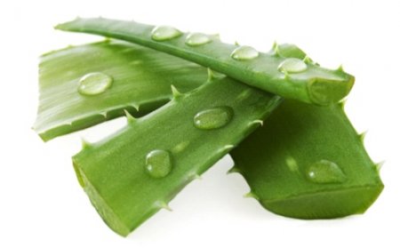 Scientists spoke about the beneficial properties of aloe vera