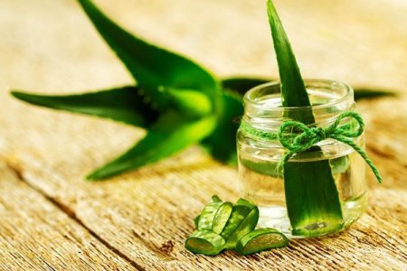 Scientists spoke about the beneficial properties of aloe vera