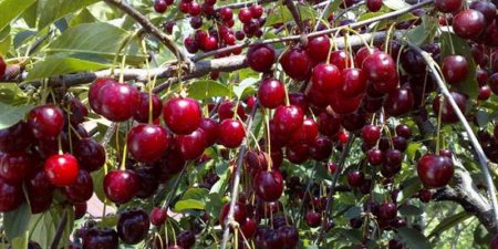 Doctors reported especial usefulness cherries