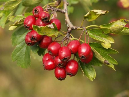 Herbal medicine after a heart attack