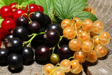 Diet currants minus 4 kg in 4 days