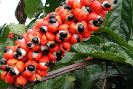 Guarana (liquid chestnut) for weight loss - benefit or harm?