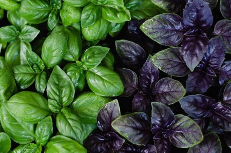 Basil: 6 healing properties