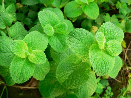 If dizziness caused by weather swings, mint will help