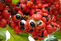 Guarana (liquid chestnut) for weight loss - benefit or harm?