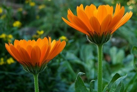 Calendula - the unique healing properties of plants