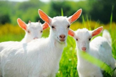 Benefits of goat milk